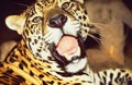 French Guyane: A Jaguar looks and shouts