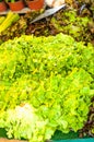 French heads of lettuce, for sale at the Carpentras farmers market Royalty Free Stock Photo