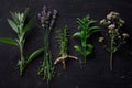 French herbs on the black desk