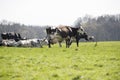 French holstein Cow Royalty Free Stock Photo