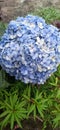 French Hydrangea flowers one of a beautiful flower Royalty Free Stock Photo