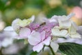 Bigleaf hydrangea, HydrangeaÃÂ macrophyllaÃÂ `Splendour`, white and pink flowers, with bee Royalty Free Stock Photo