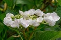 Bigleaf Hydrangea macrophylla Libelle, white flowers Royalty Free Stock Photo