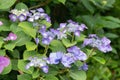 Bigleaf Hydrangea macrophylla Mariesii Perfecta, blue flowering shrub Royalty Free Stock Photo