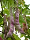 French Kidney Bean Phaseolus Vulgaris Pods