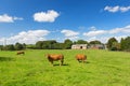 French landscape with brown cows