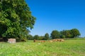 French landscape with brown cows