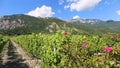 French landscape. Vercors mountain range. Vineyard, mountains and roses. Department la Drome Provencal