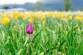 French late tulip bloom among flower field on a farm, with yellow tulips in the distance. Selective focus on the purple pink tulip