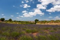 French Lavender Royalty Free Stock Photo