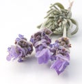 French lavender Royalty Free Stock Photo