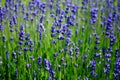 French lavender Royalty Free Stock Photo