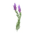 French lavender, blossomed flowers. Floral drawing of lavanda blooms. Provence lavandula branches. Aromatic lavander