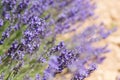 French Lavender Royalty Free Stock Photo