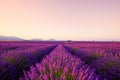 French lavender field at sunrise Royalty Free Stock Photo