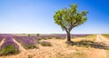 French lavender field and tree landscape. Royalty Free Stock Photo