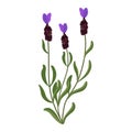 French lavender flower. Lavander, floral plant with lavanda blooms