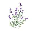 French lavender flowers. Blooming lavanda stems, Provence floral plant. Violet lavandula, botany drawing. Gentle Royalty Free Stock Photo