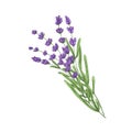 French lavender flowers. Botanical drawing of Provence floral bunch. Purple lavander, wild plant herb. Lavandula blooms Royalty Free Stock Photo