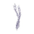 French lavender flowers. Lavendar herb, botanical vintage drawing. Outlined contoured Provence floral plant. Engraved Royalty Free Stock Photo