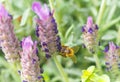 French lavender with honey bee Royalty Free Stock Photo