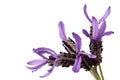 French Lavender Isolated Royalty Free Stock Photo