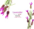 French lavender Royalty Free Stock Photo