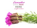 French lavender Royalty Free Stock Photo