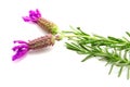 French lavender Royalty Free Stock Photo