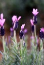 French Lavender