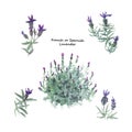 French lavender plant bush and twigs with flowers. Hand drawn watercolor illustration isolated on white background.