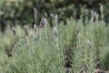 French lavender plant with flowers Royalty Free Stock Photo