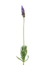 French lavender plant isolated on white background, Lavandula dentata Royalty Free Stock Photo