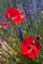 French Lavender and Poppies Royalty Free Stock Photo