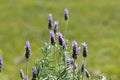 French Lavender Purple Flowers