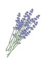 French lavender watercolor bunch. Floral illustration