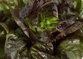 French Lettuce called Rougette, lactuca sativa Royalty Free Stock Photo