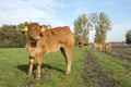French Limousin calf seen from the side, stands full size in a meadow, with light pink nose