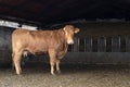 French Limousin cow, stands in full size in the barn, with muddy hooves, with light pink nose, broken horns Royalty Free Stock Photo