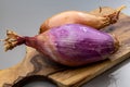 French long pink shallots grappe onion from Brittany, France close up