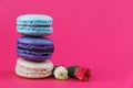 French macarons with flowers. Sweet colorful bisquits. Front view. Copy text space. Royalty Free Stock Photo