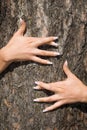 French manicure on a background of a bark-3 Royalty Free Stock Photo