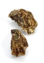 French Marennes d`Oleron Oysters, ostrea edulis against White Background