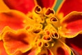 French marigold