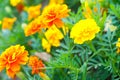 French marigold