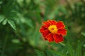 French Marigold