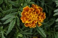 French marigold