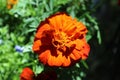 French marigold clse up shaded Royalty Free Stock Photo