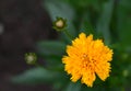 French Marigold (lat. Tagetes patula)