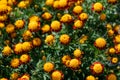 French Marigold Solan - Tagetes Patula Royalty Free Stock Photo